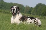 DOGUE ALLEMAND 566